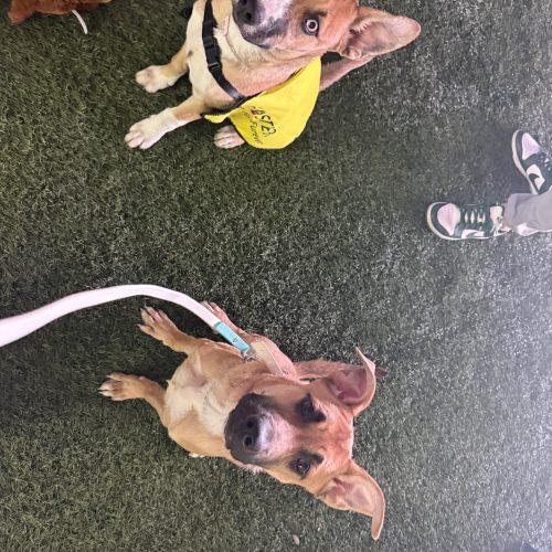 Luna, a Adoptable mixed breed in Glendale, AZ image 3/5