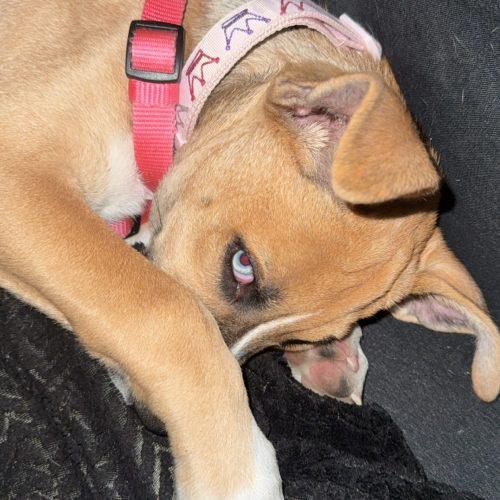 Luna, a Adoptable mixed breed in Glendale, AZ image 4/5
