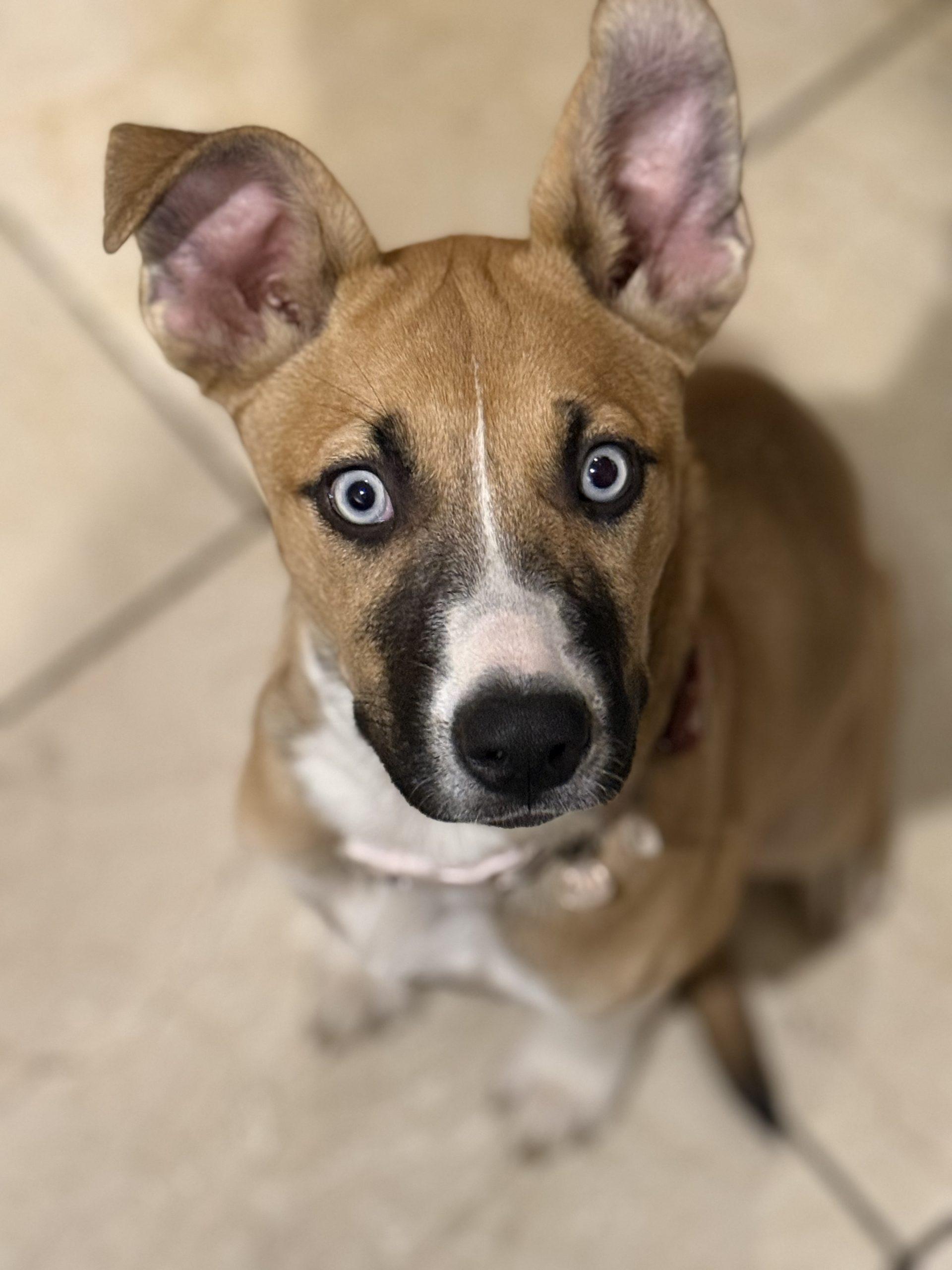 Luna, a Adoptable mixed breed in Glendale, AZ image 5/6