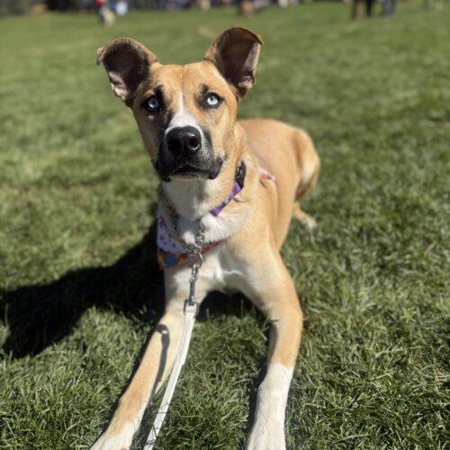 Enlarge Luna, a Adoptable mixed breed in Glendale, AZ image 5/6