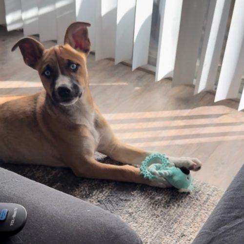 Luna, a Adoptable mixed breed in Glendale, AZ image 5/5