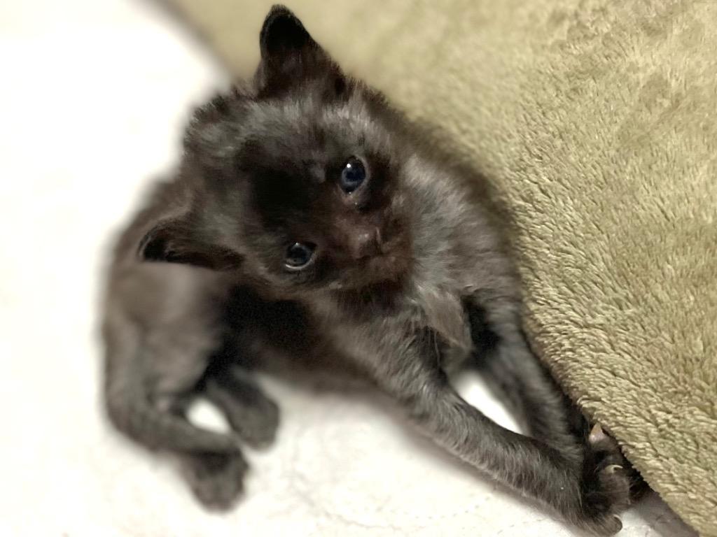 Atlas. DT, Adoptable, Kitten Male Domestic Short Hair.