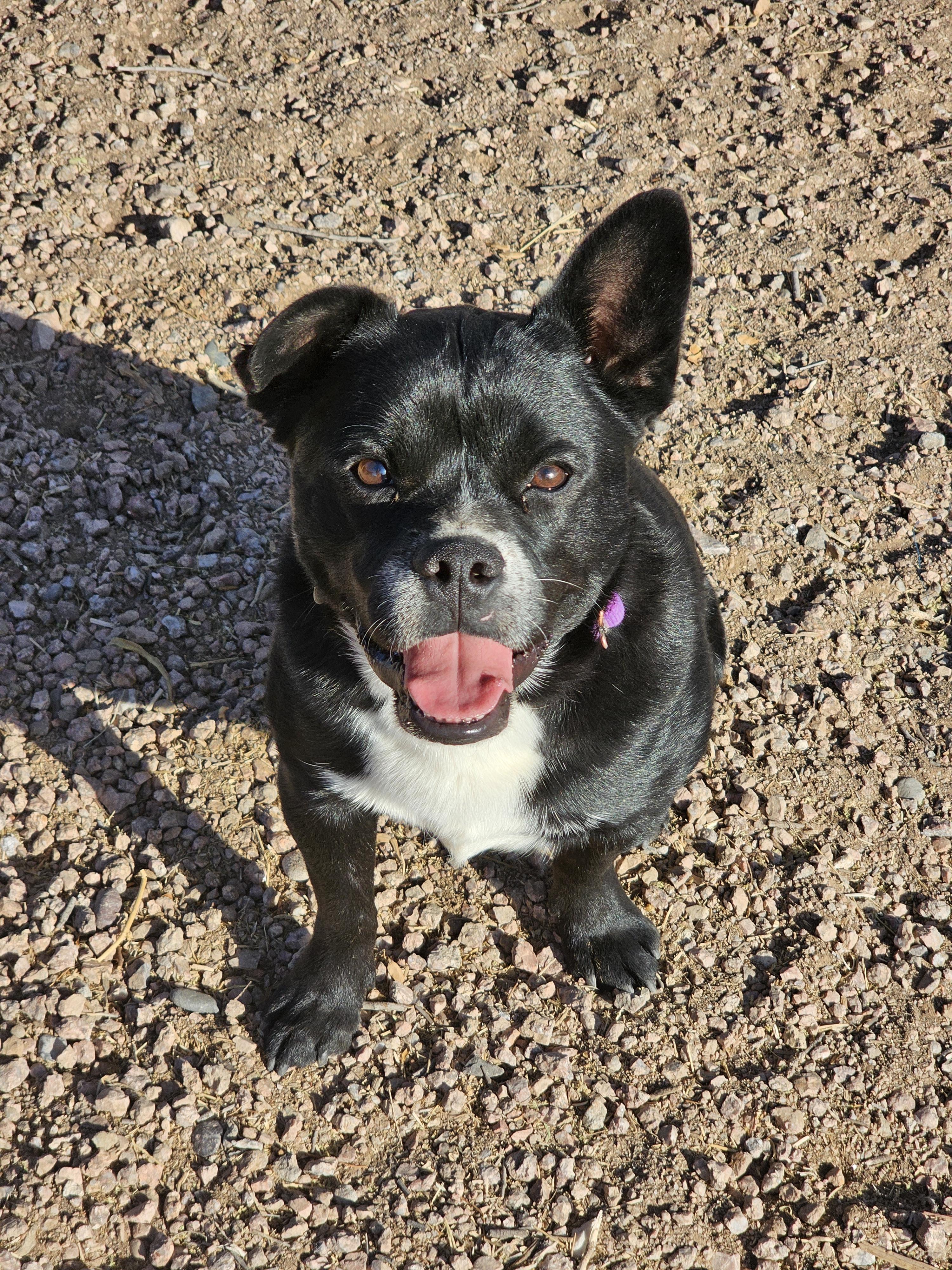 Roscoe, a Adoptable mixed breed in Mesa, AZ image 4/4