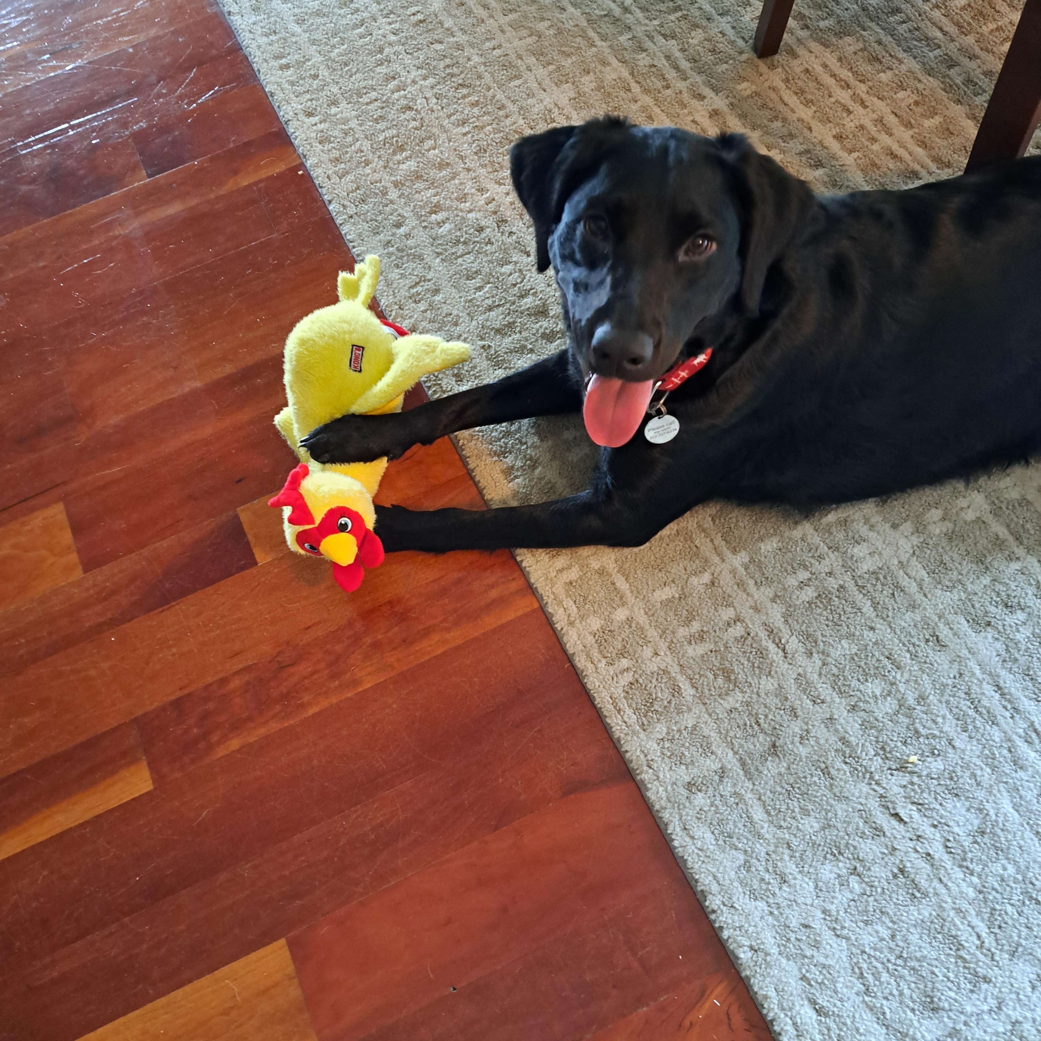Enlarge Abby, a Adoptable Labrador Retriever in Indianapolis, IN image 1/4