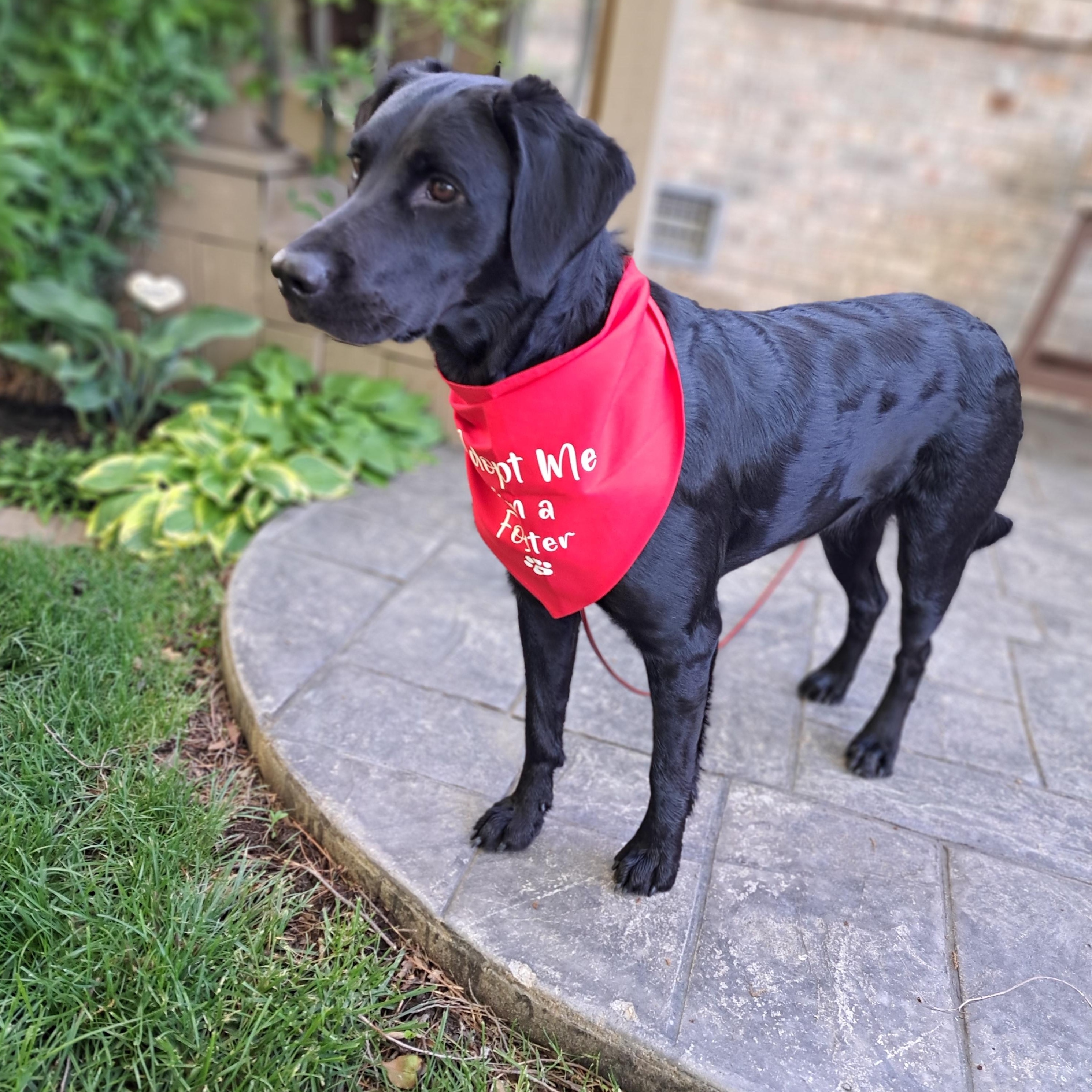 Enlarge Abby, a Adoptable Labrador Retriever in Indianapolis, IN image 2/4