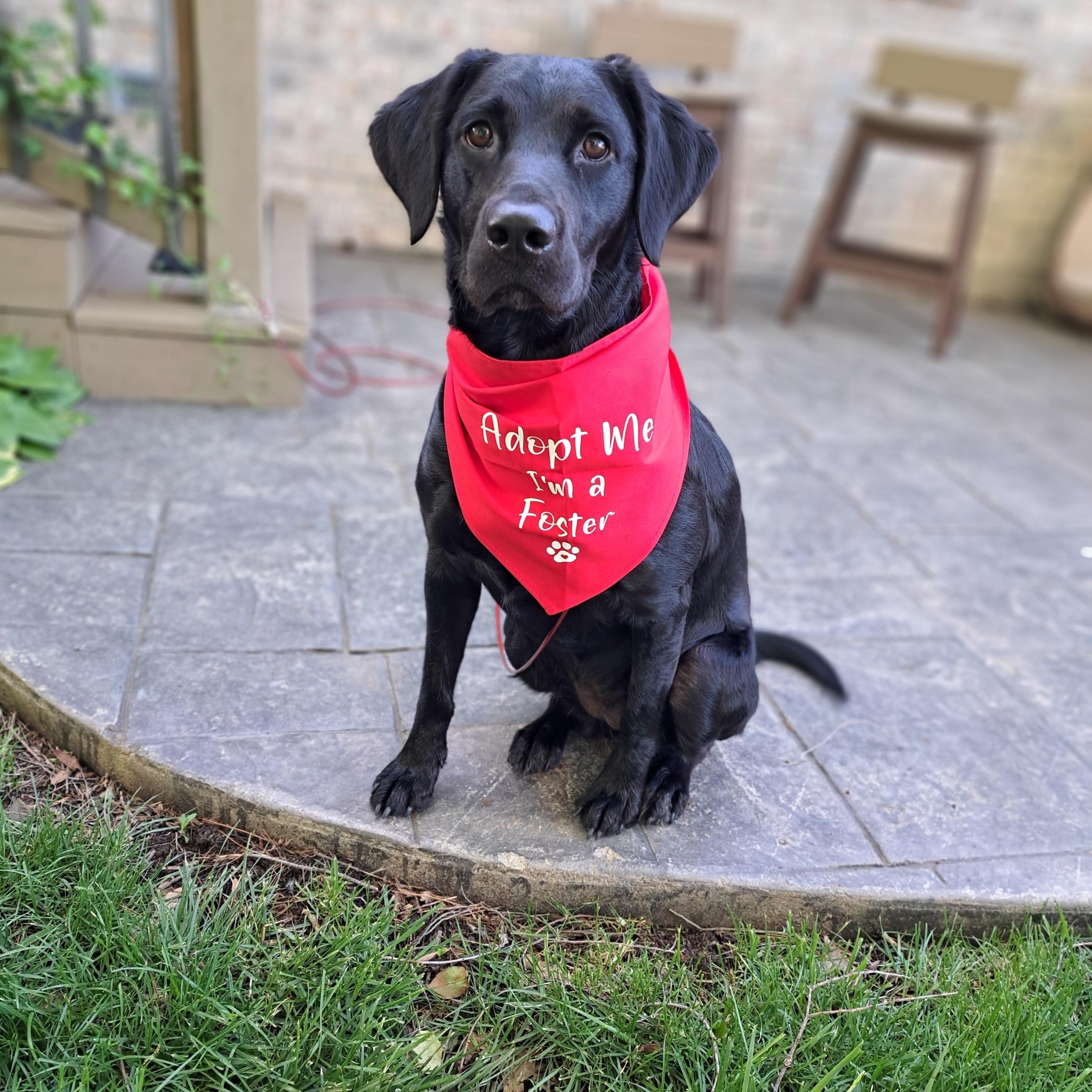 Enlarge Abby, a Adoptable Labrador Retriever in Indianapolis, IN image 4/4