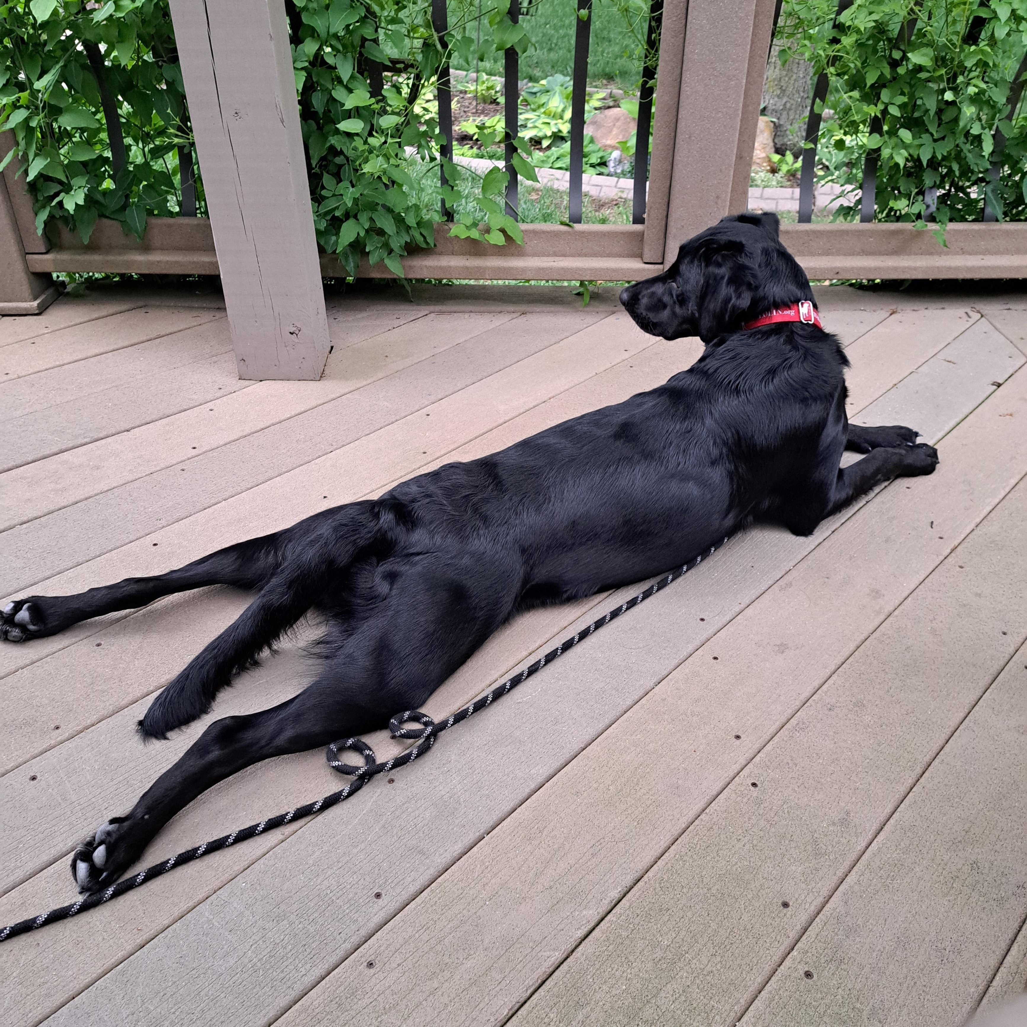 Enlarge Abby, a Adoptable Labrador Retriever in Indianapolis, IN image 3/4