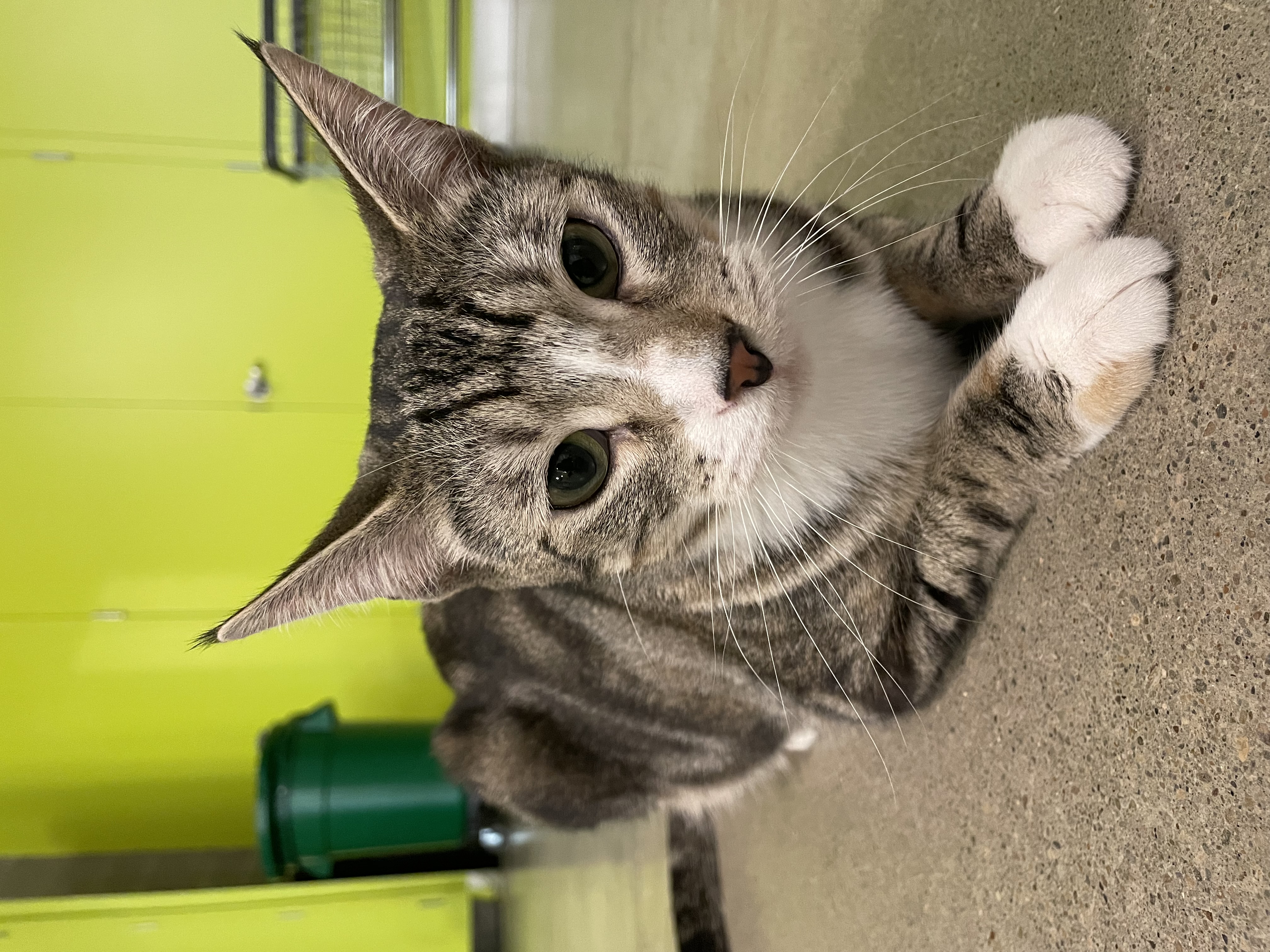 Enlarge Mama Melon, a Adopted Domestic Short Hair in Portland, OR image 1/3