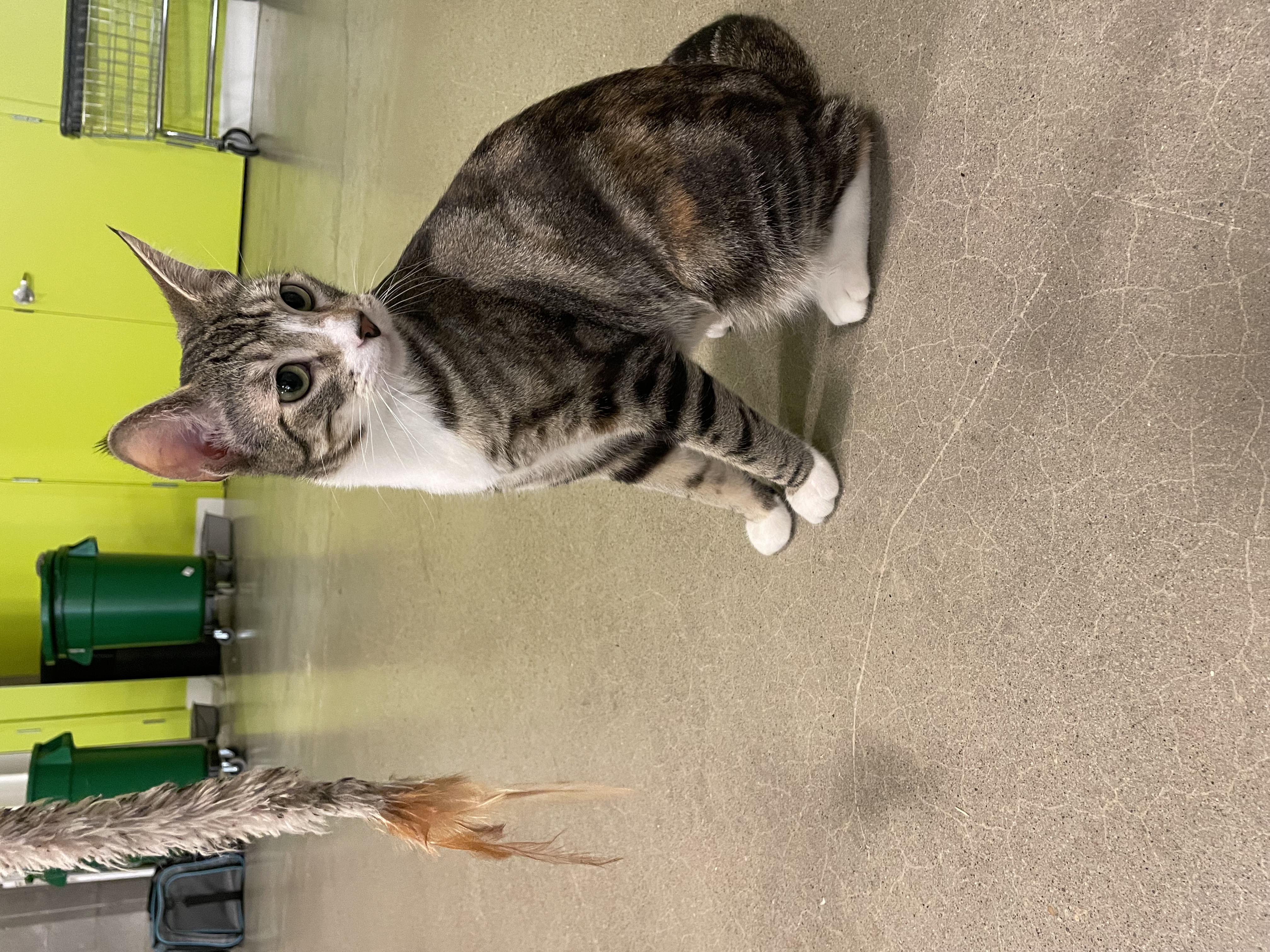 Enlarge Mama Melon, a Adopted Domestic Short Hair in Portland, OR image 2/3