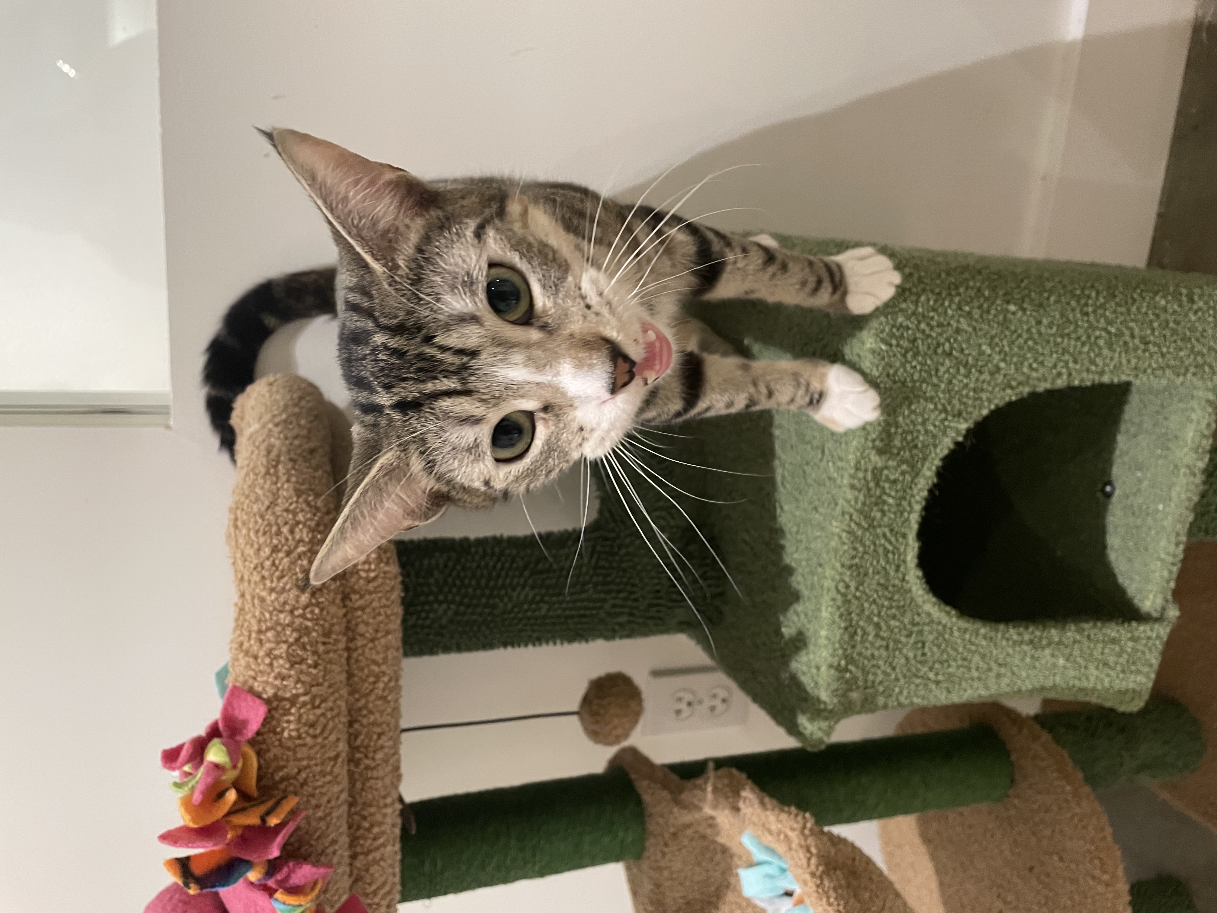 Enlarge Mama Melon, a Adopted Domestic Short Hair in Portland, OR image 3/3