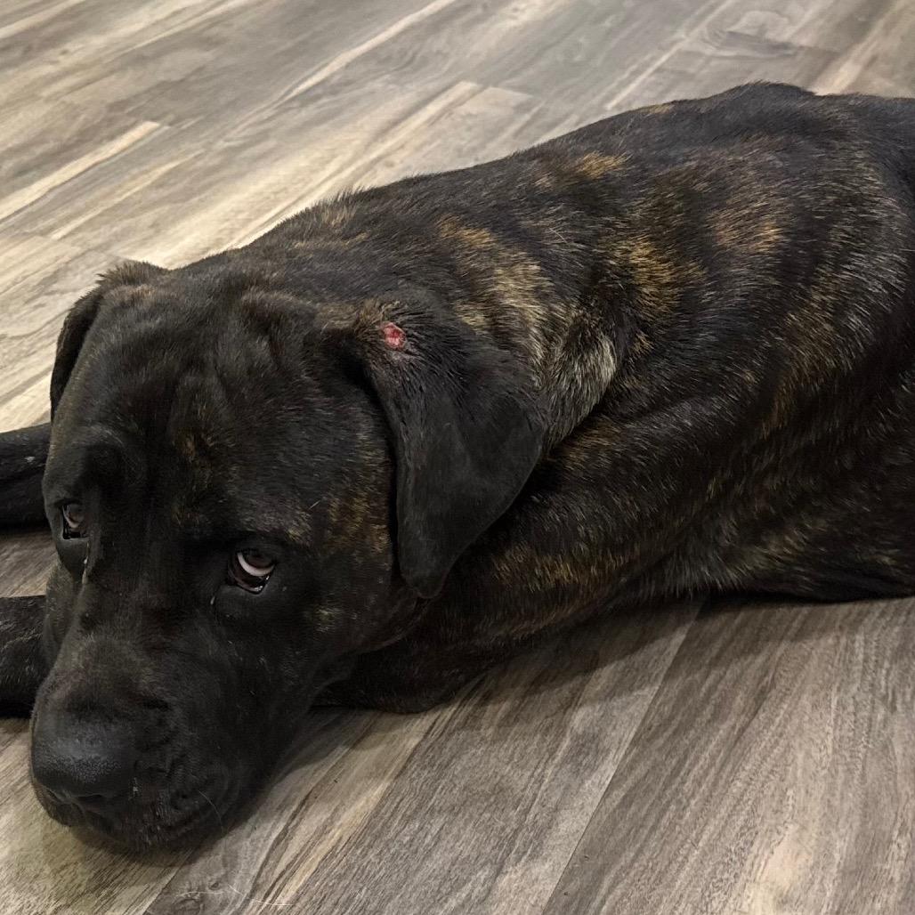Jitterbug, Adoptable, Adult Female Cane Corso.