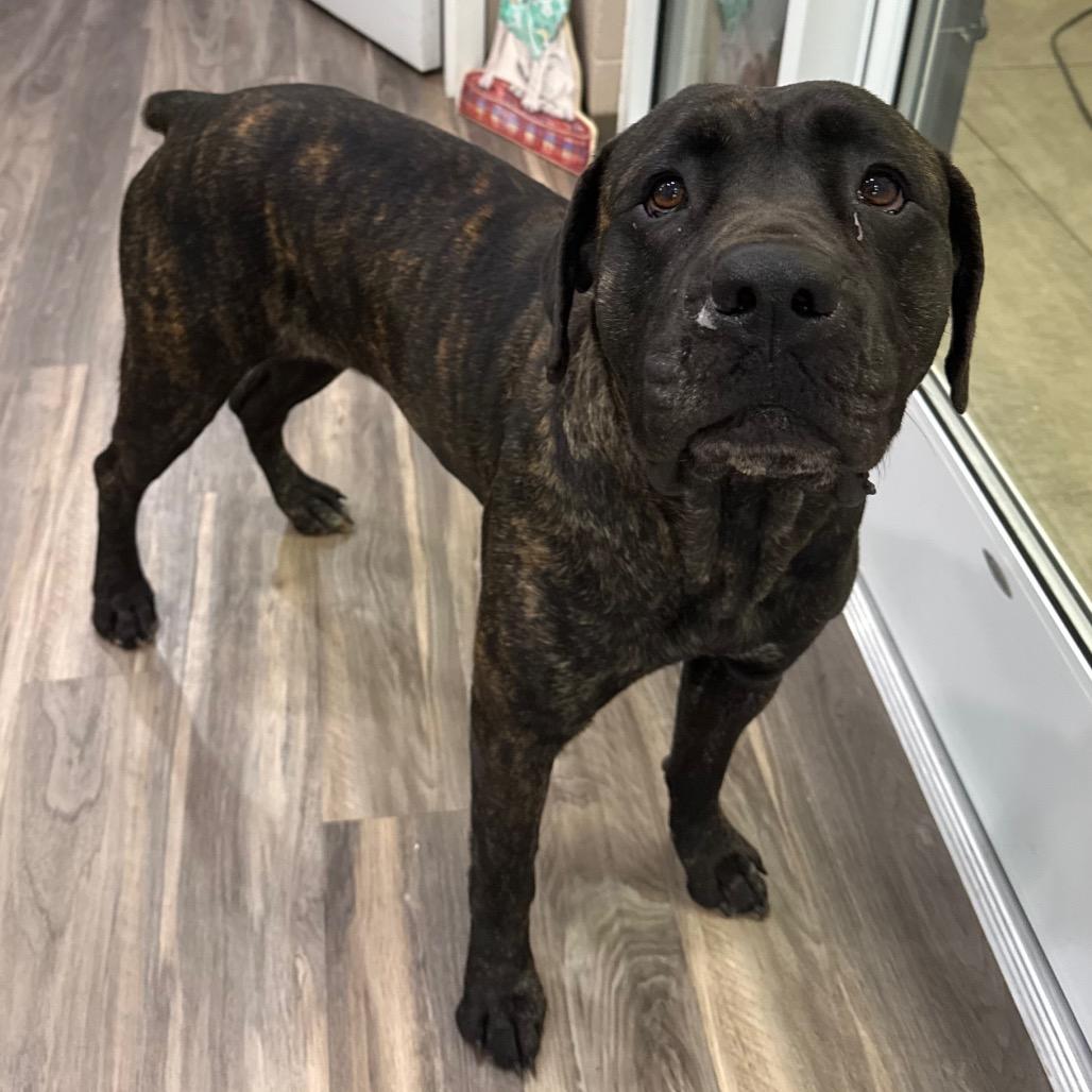 Jitterbug, a Adoptable Cane Corso in Muncie, IN image 2/3
