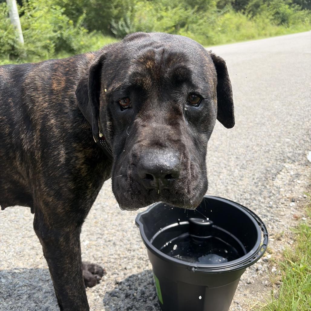 Jitterbug, a Adoptable Cane Corso in Muncie, IN image 3/3