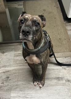 Nixxi, a Adoptable mixed breed in Longwood, FL image 1/6