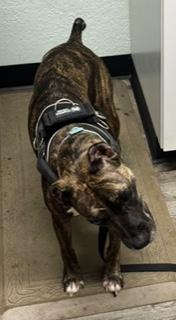 Nixxi, a Adoptable mixed breed in Longwood, FL image 2/6