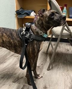 Nixxi, a Adoptable mixed breed in Longwood, FL image 4/6