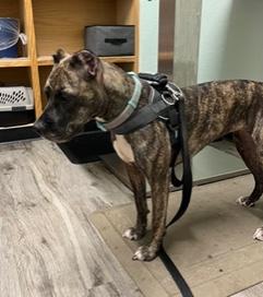 Nixxi, a Adoptable mixed breed in Longwood, FL image 5/6