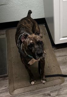 Nixxi, a Adoptable mixed breed in Longwood, FL image 3/6