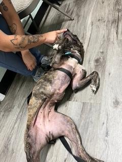 Nixxi, a Adoptable mixed breed in Longwood, FL image 6/6