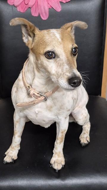 Enlarge FRECKLES, a Adoptable Parson Russell Terrier in Augusta, GA image 1/1