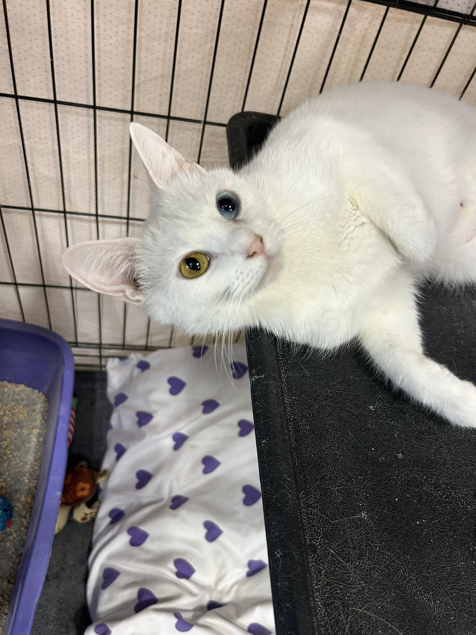 Enlarge Chromea, an adopted Domestic Short Hair in Mokena, IL image 3/3