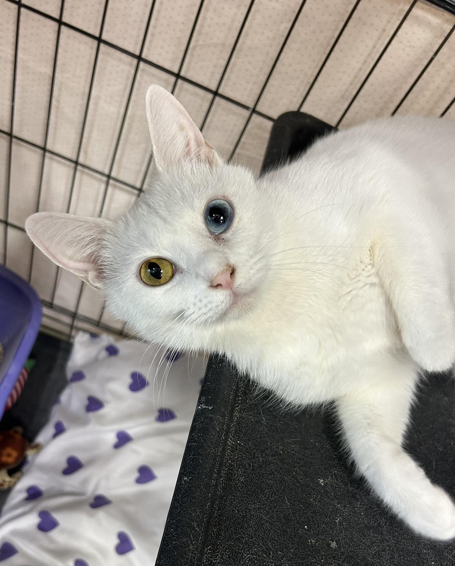 Enlarge Chromea, an adopted Domestic Short Hair in Mokena, IL image 1/3
