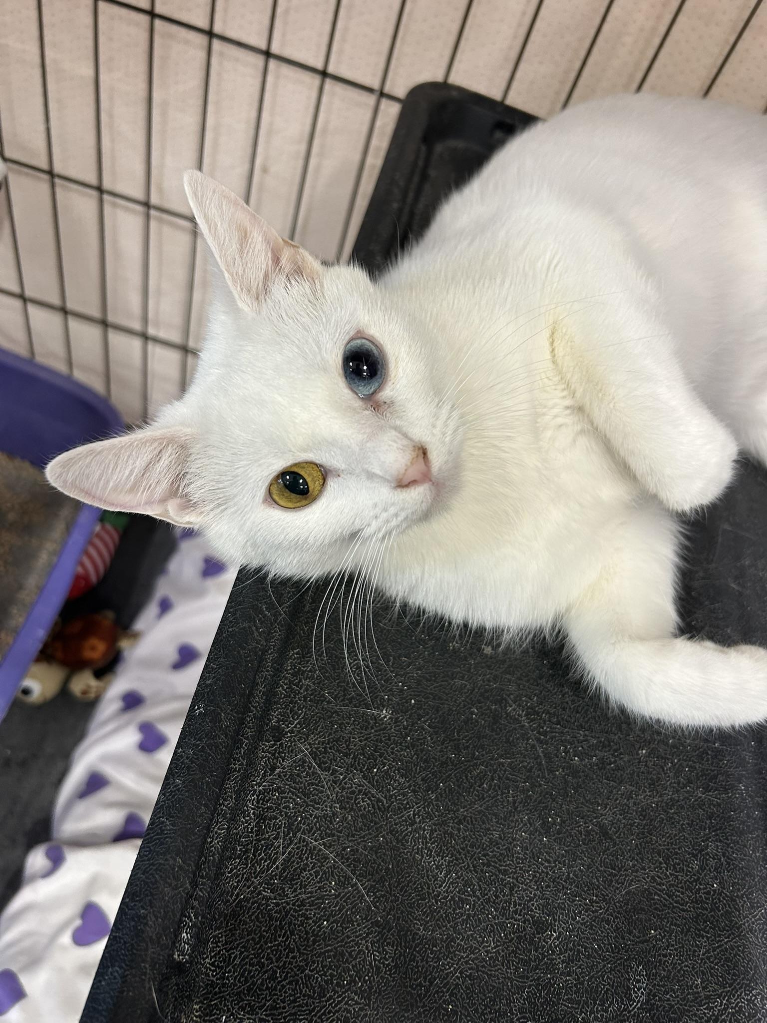 Enlarge Chromea, an adopted Domestic Short Hair in Mokena, IL image 2/3