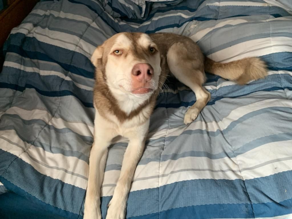 2. White fang, Adult Male Husky