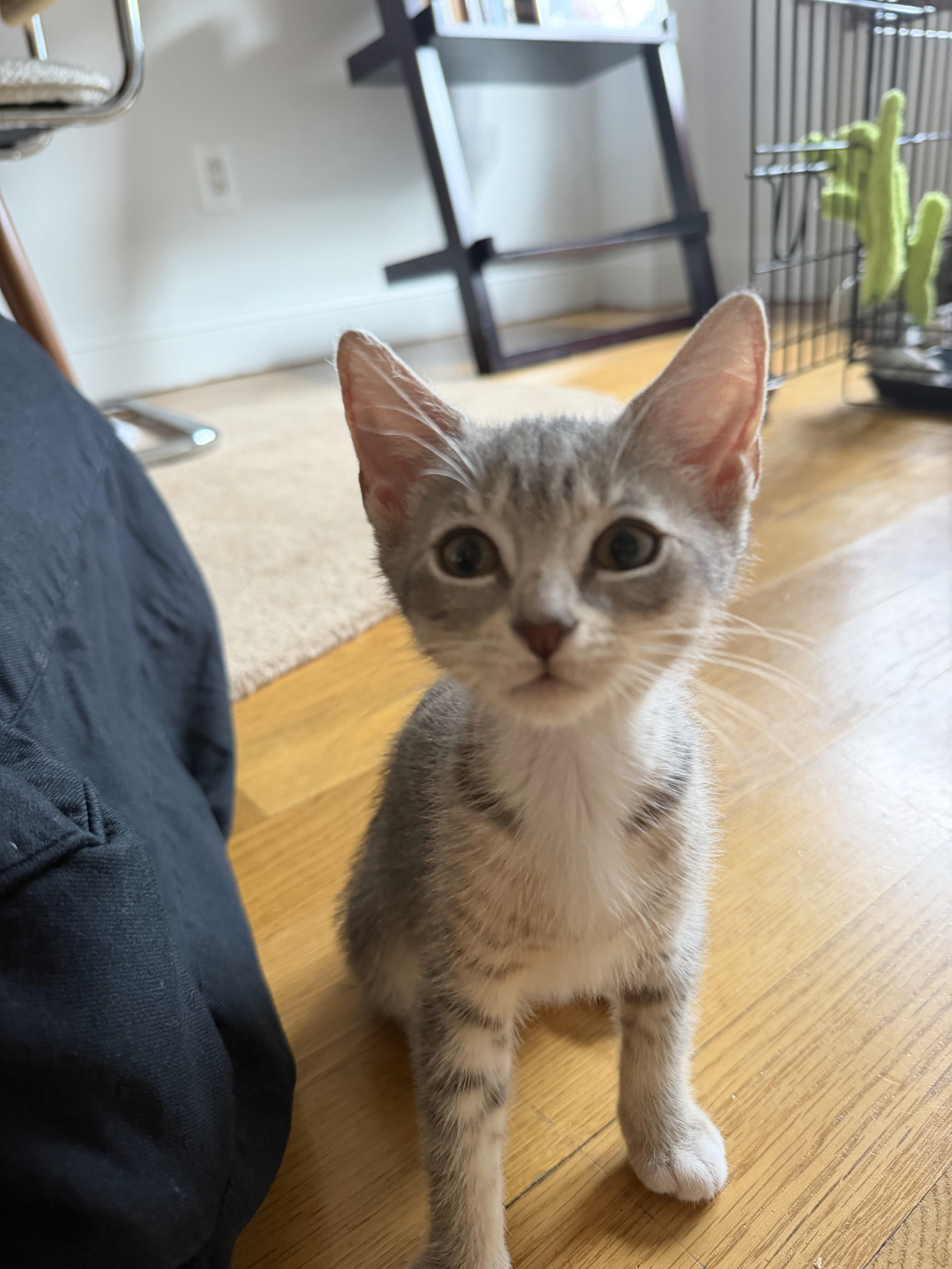 Enlarge Millie Tabby Brown & Alexander the Grayt, a Adoptable Domestic Short Hair in brooklyn, NY image 5/6
