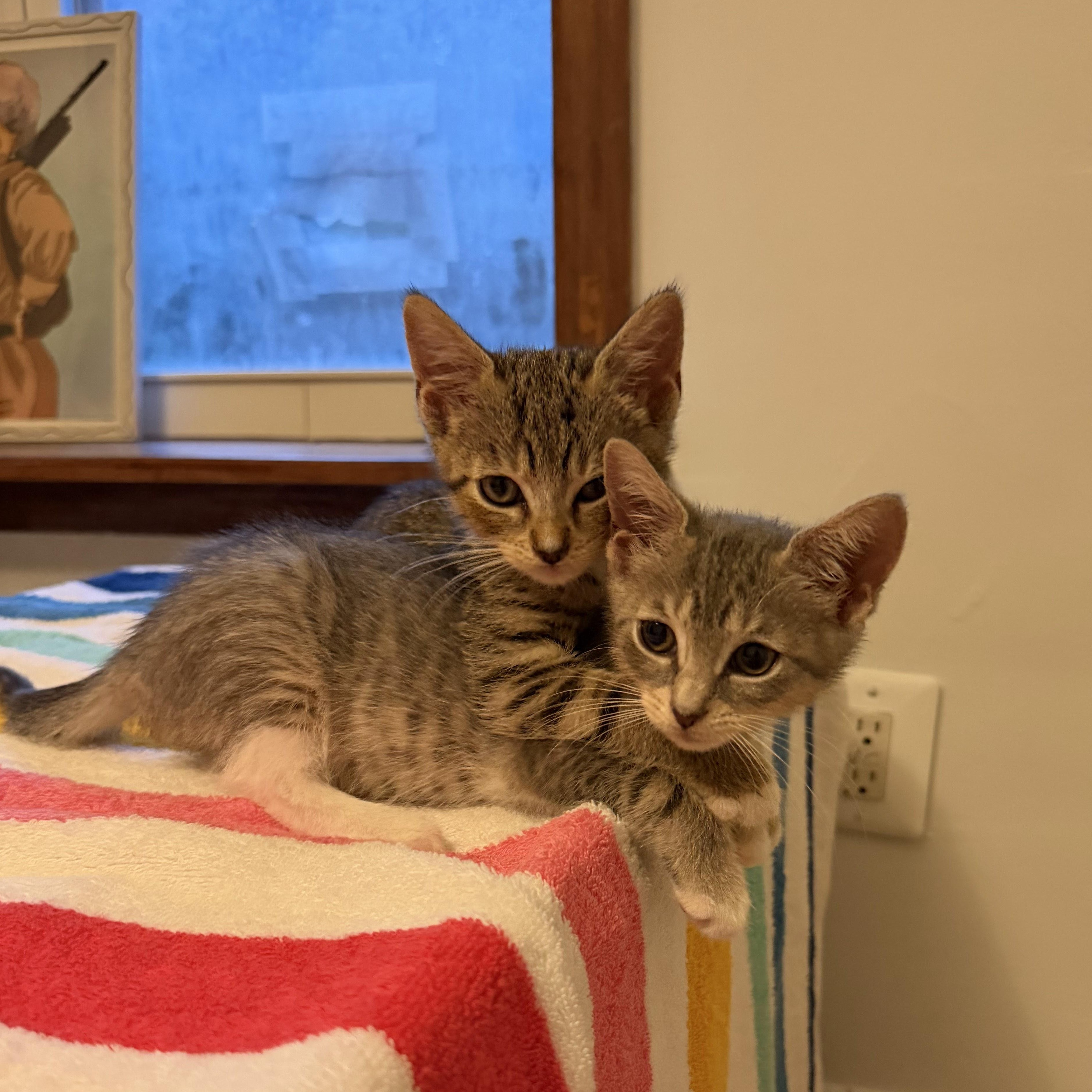 Millie Tabby Brown & Alexander the Grayt, Adoptable, Kitten Male Domestic Short Hair.