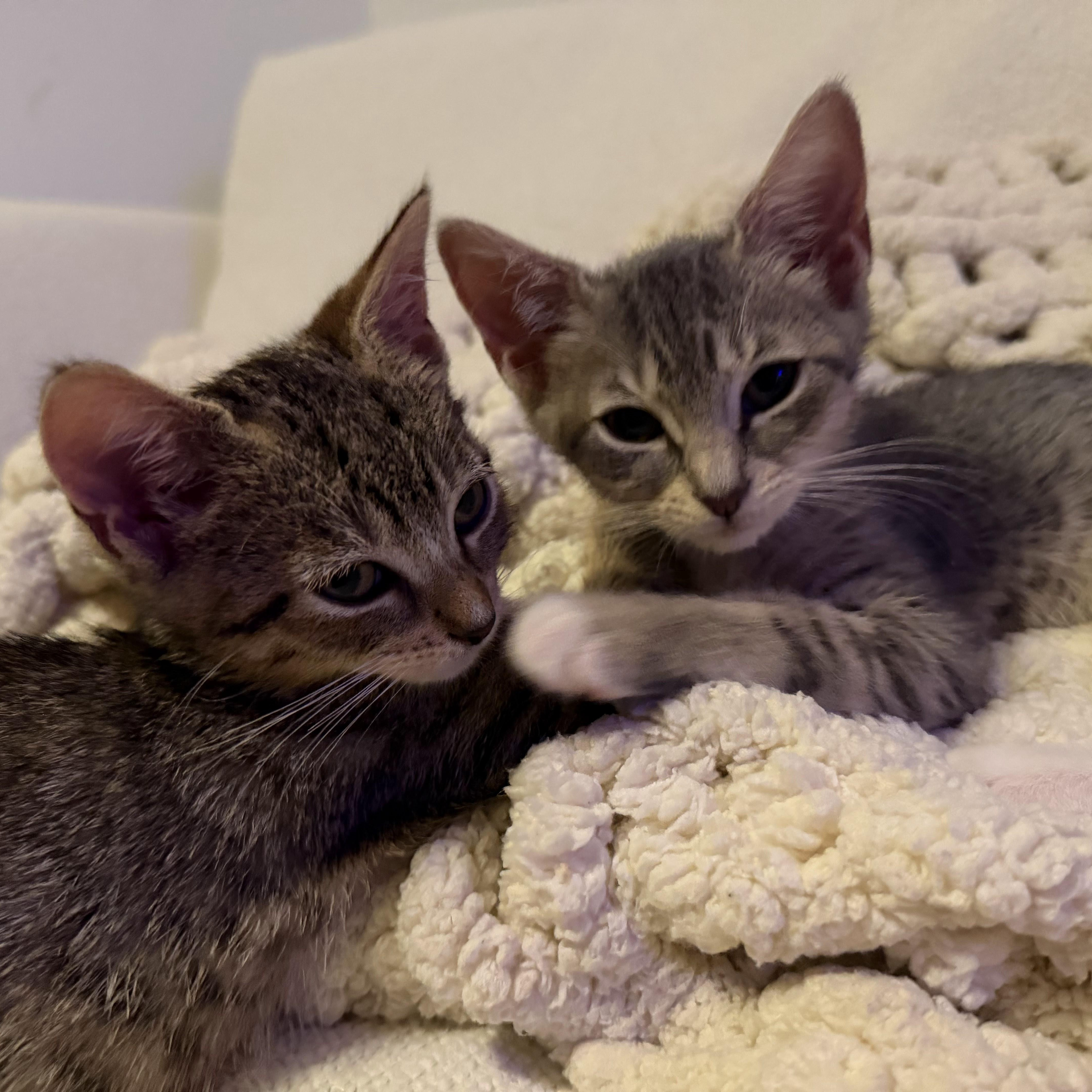 Enlarge Millie Tabby Brown & Alexander the Grayt, a Adoptable Domestic Short Hair in brooklyn, NY image 4/6