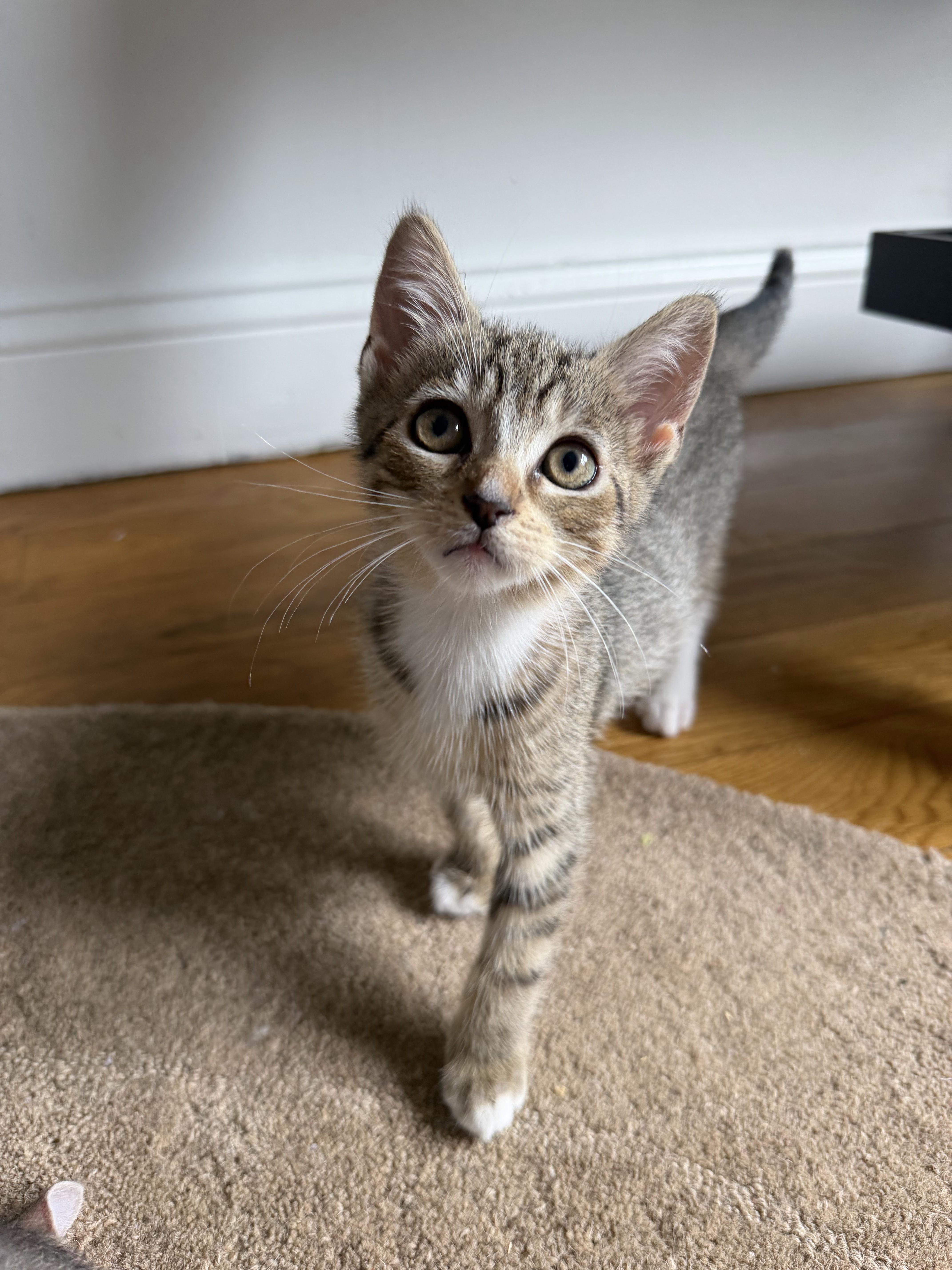 Enlarge Millie Tabby Brown & Alexander the Grayt, a Adoptable Domestic Short Hair in brooklyn, NY image 6/6