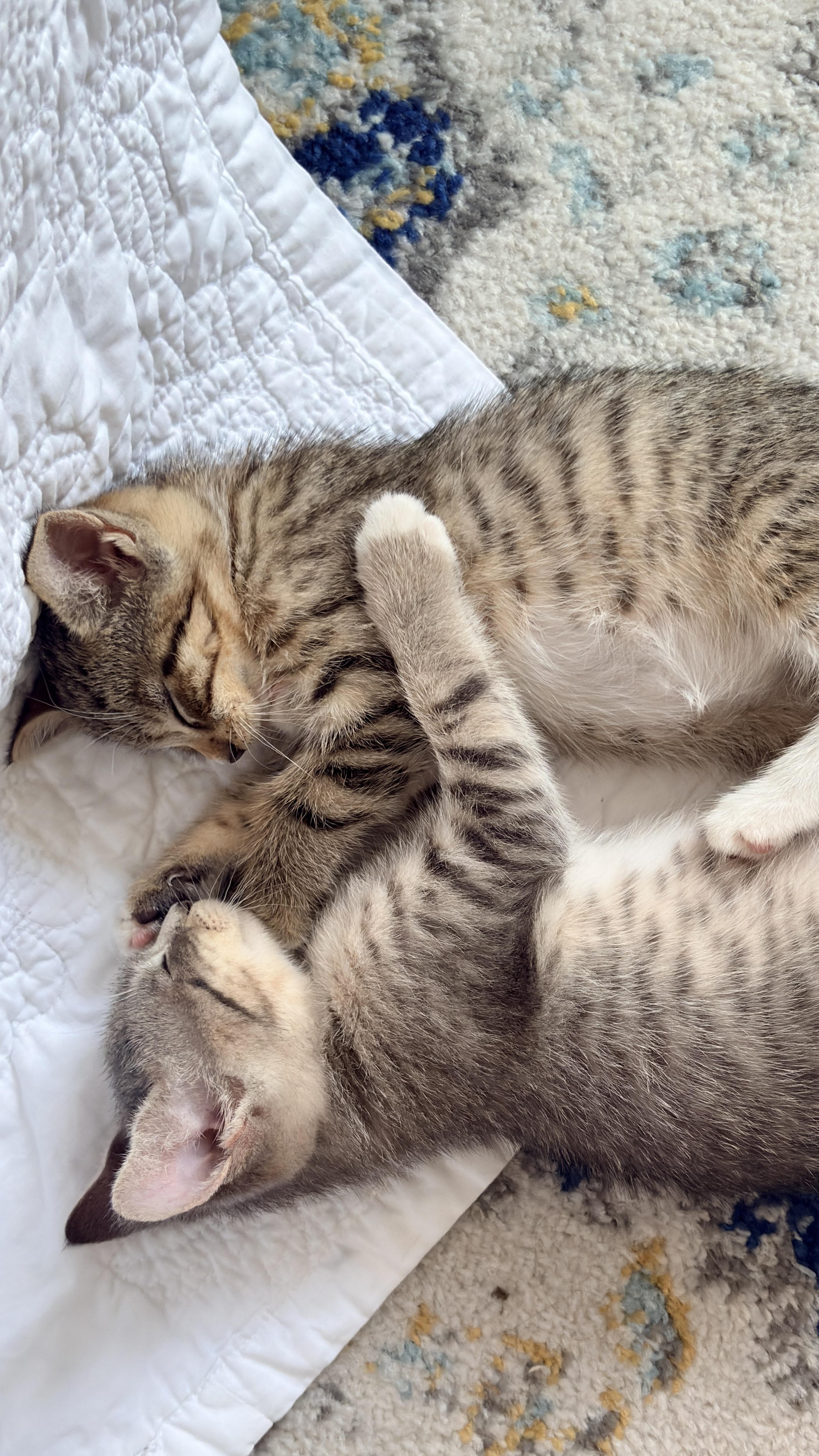 Enlarge Millie Tabby Brown & Alexander the Grayt, a Adoptable Domestic Short Hair in brooklyn, NY image 3/6