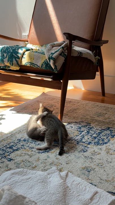 Enlarge Millie Tabby Brown & Alexander the Grayt, a Adoptable Domestic Short Hair in brooklyn, NY video 2/6