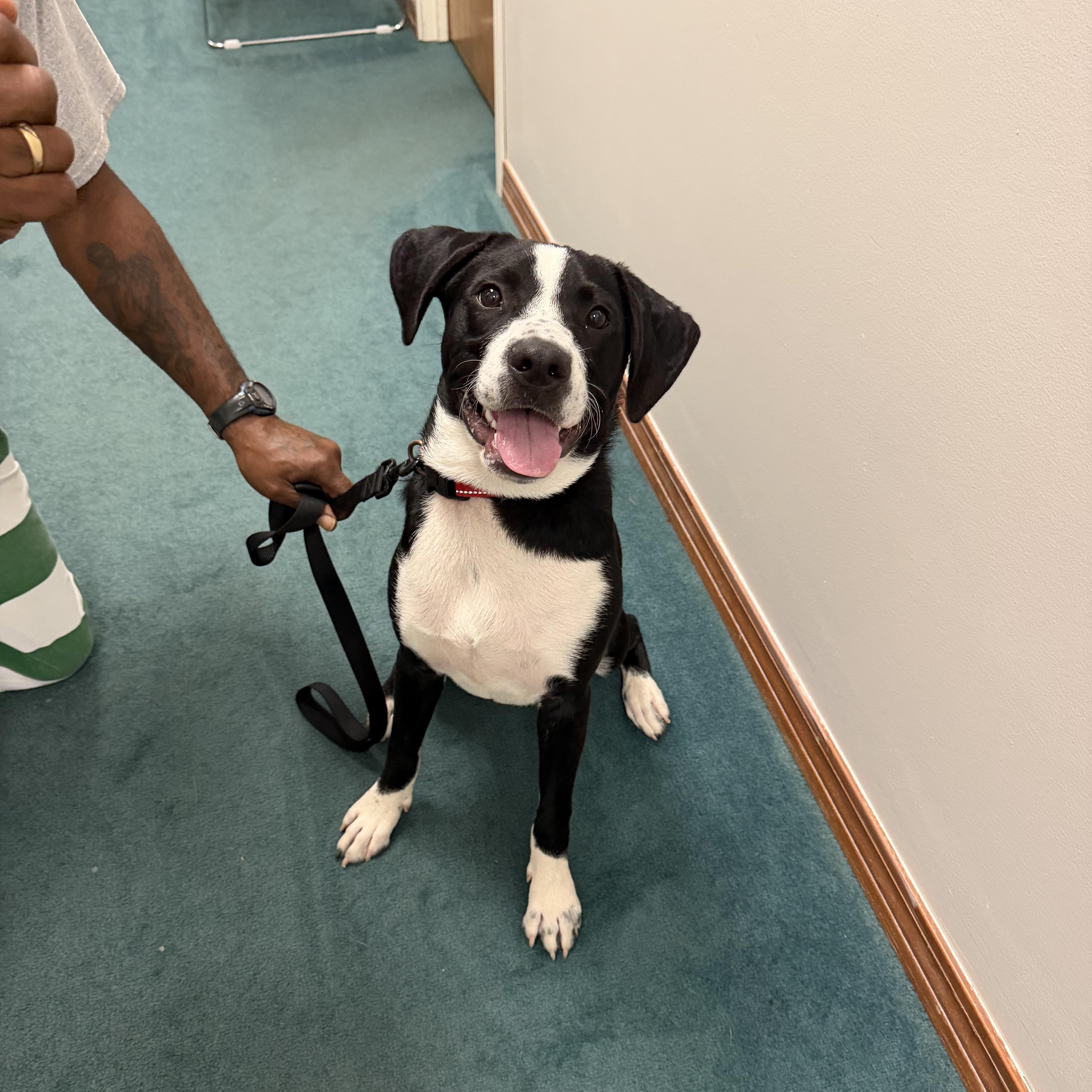 max, a ADOPTABLE mixed breed in South Amboy, NJ image 2/4