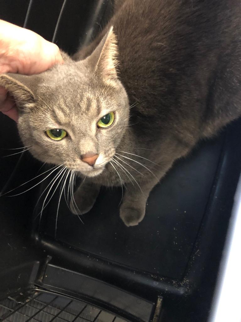 Enlarge Stormy, a Adoptable mixed breed in Columbia, TN image 1/1