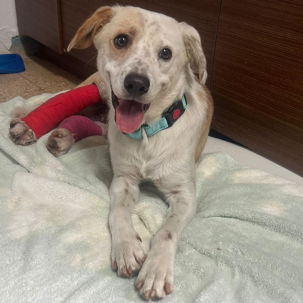 Huesos, Adoptable, Adult Male Labrador Retriever & Mixed Breed.