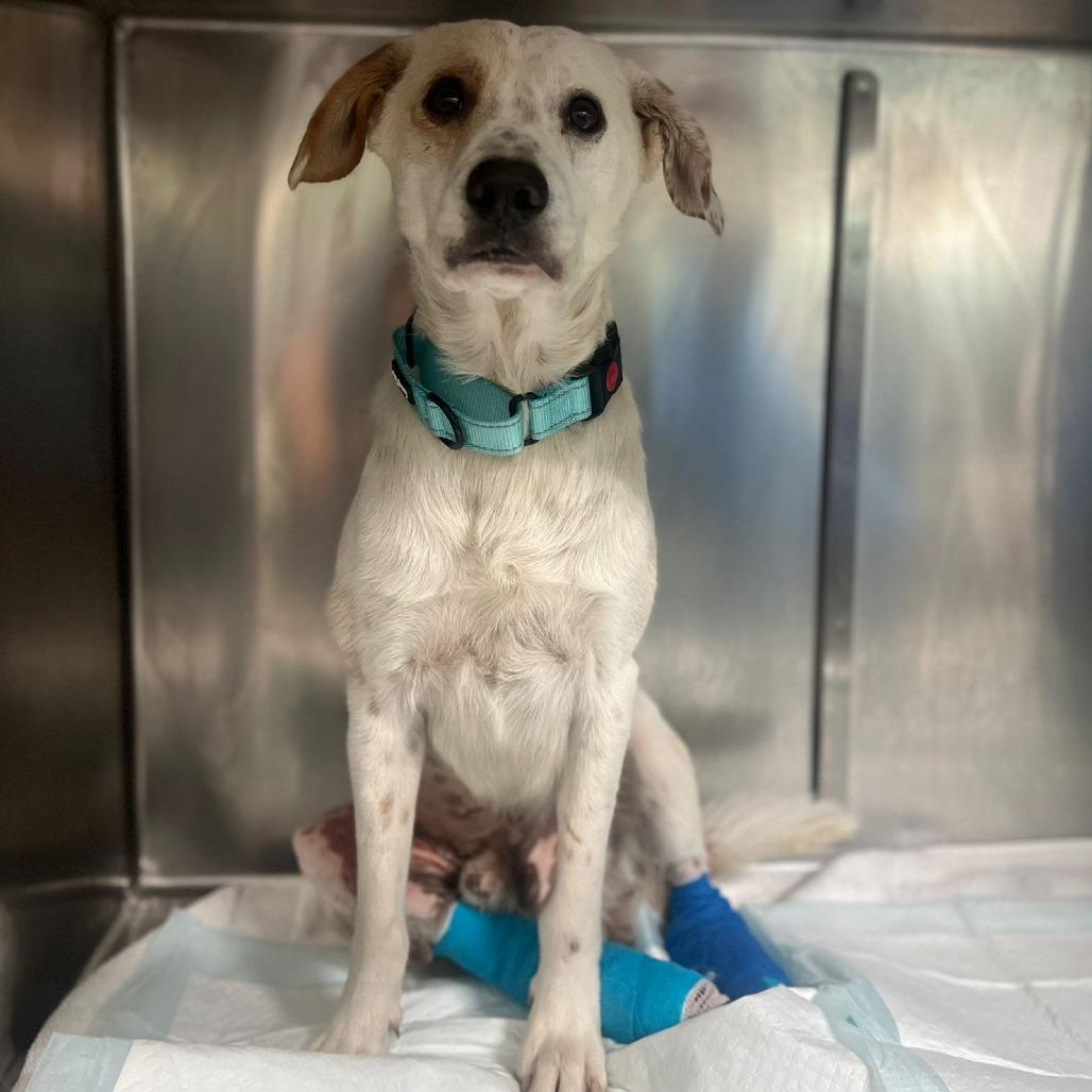 Enlarge Huesos, a Adoptable mixed breed in Vieques, PR image 2/4