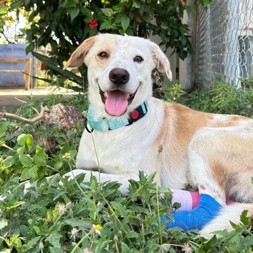 Enlarge Huesos, a Adoptable mixed breed in Vieques, PR image 3/4