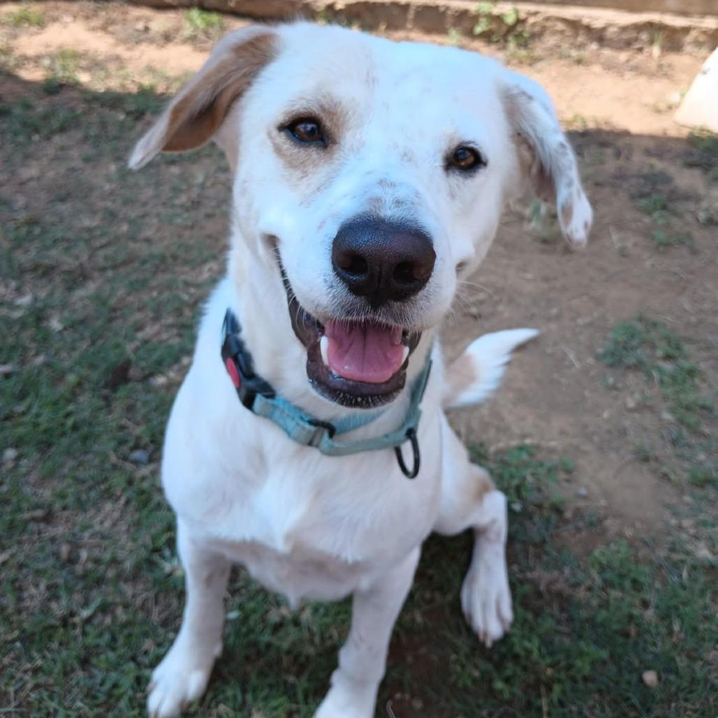 Enlarge Huesos, a Adoptable mixed breed in Vieques, PR image 4/4