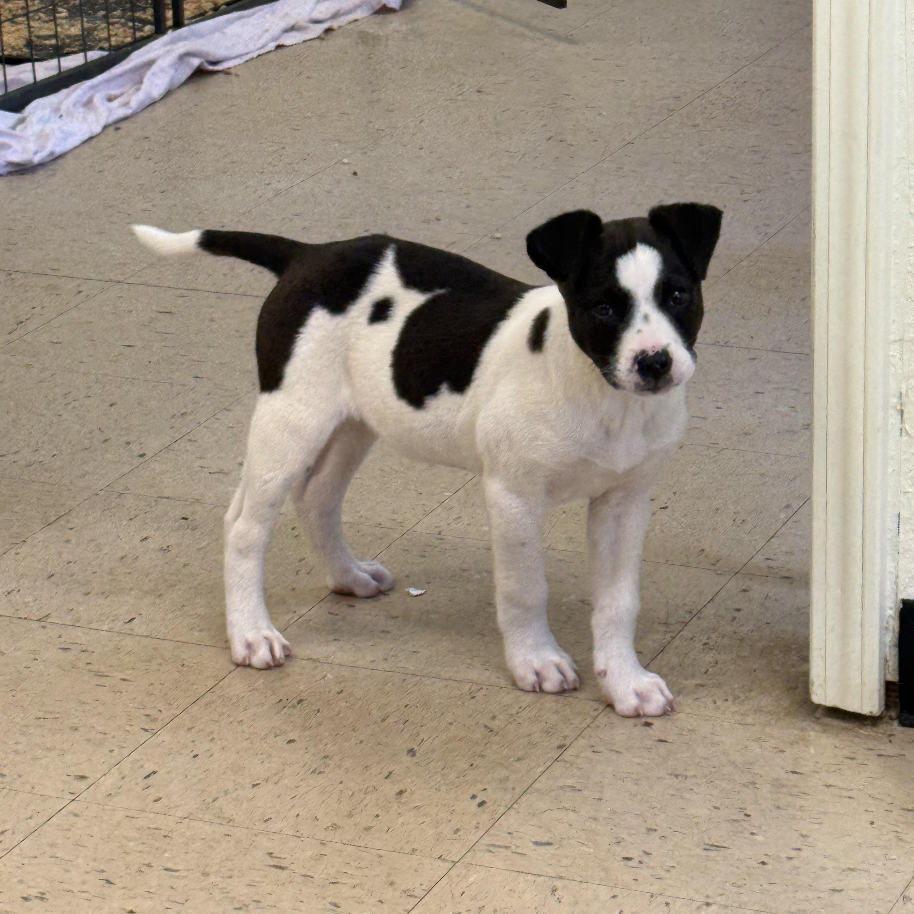 Rowdy 11952, adopted, Puppy Male Mixed Breed.