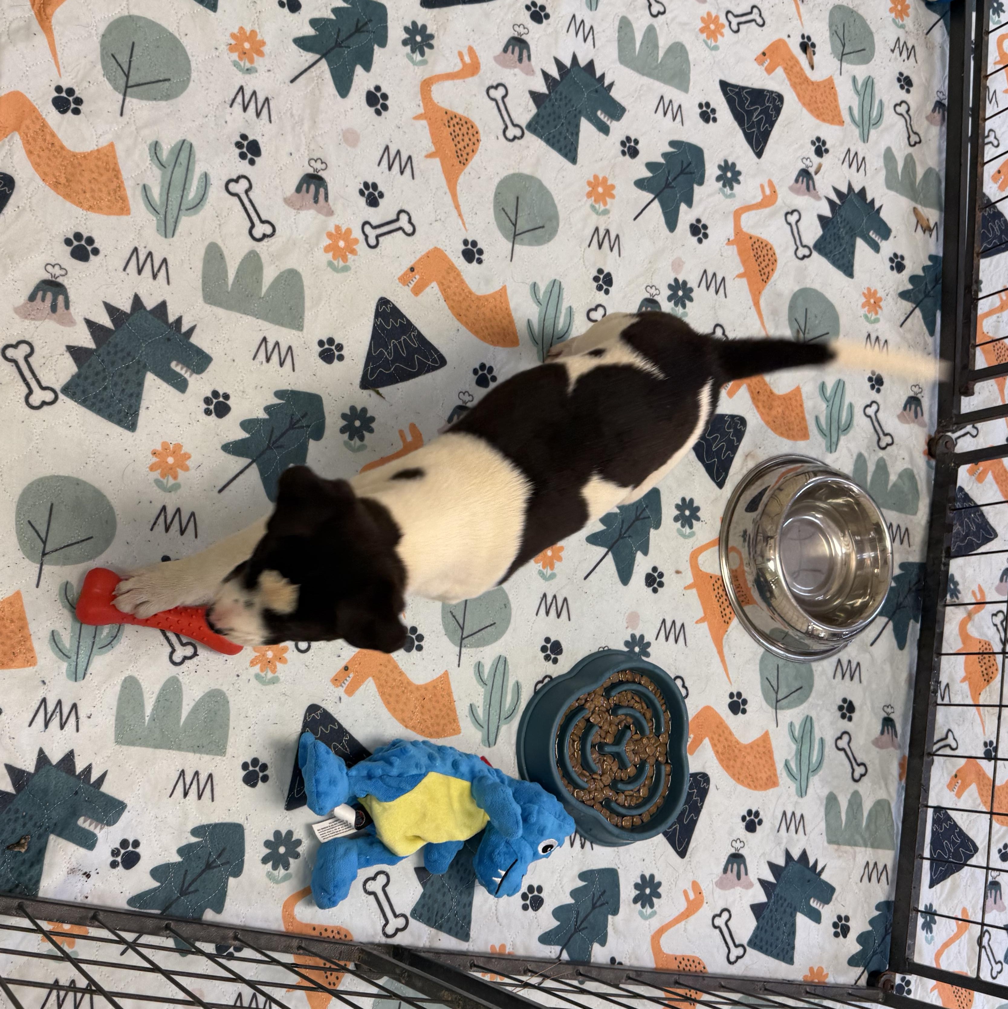 Enlarge Rowdy 11952, an adopted mixed breed in Elberton, GA image 5/5