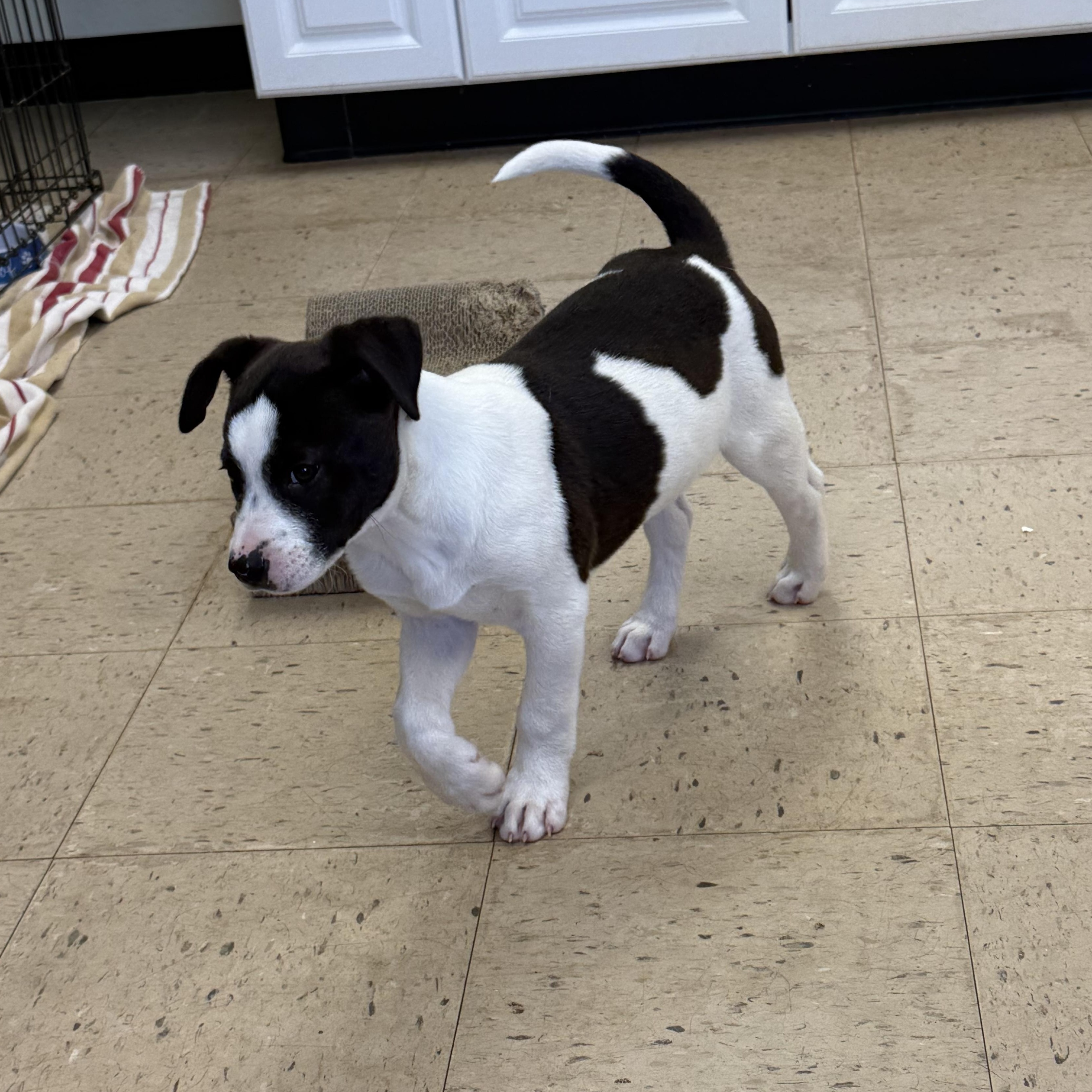Enlarge Rowdy 11952, an adopted mixed breed in Elberton, GA image 3/5