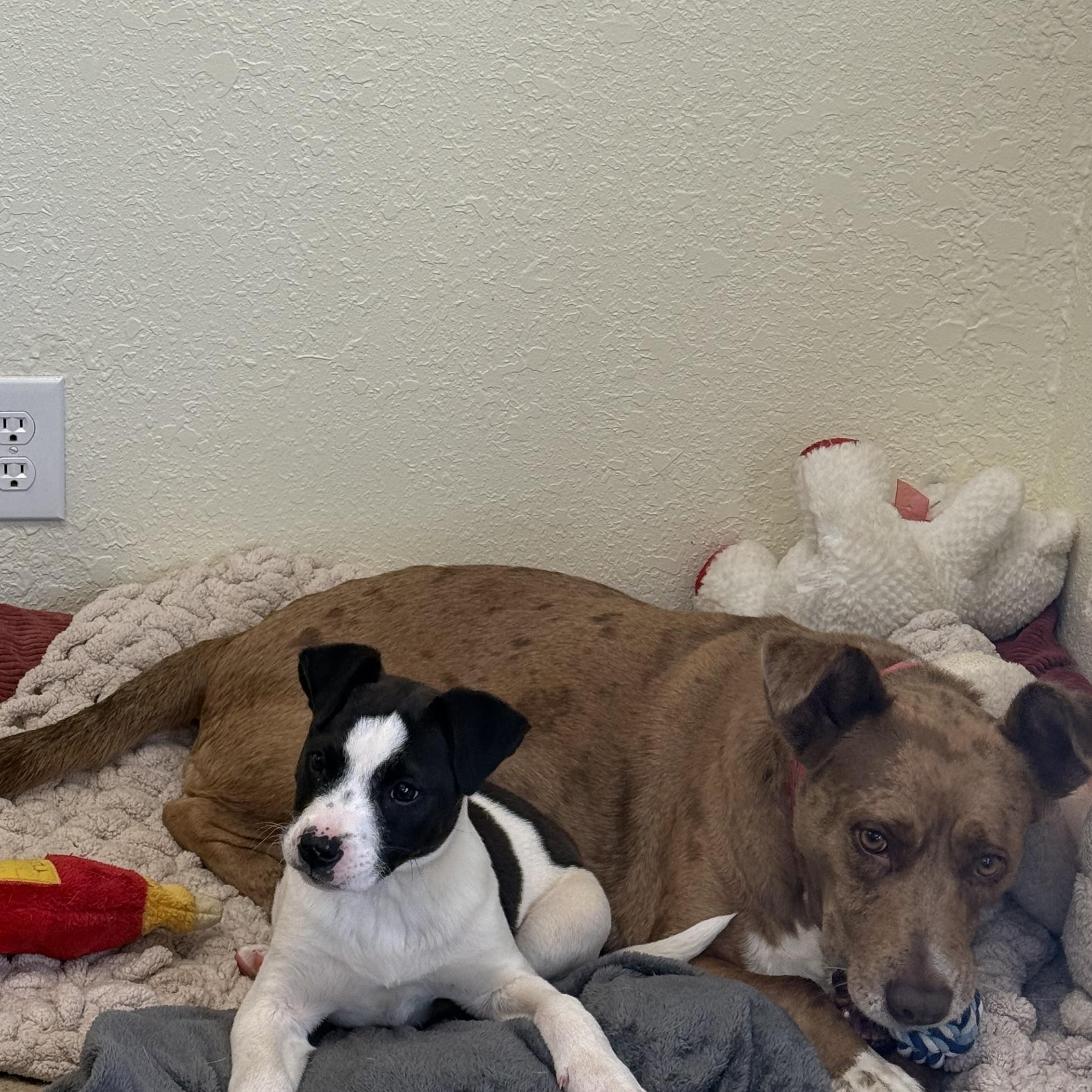 Enlarge Rowdy 11952, an adopted mixed breed in Elberton, GA image 2/5