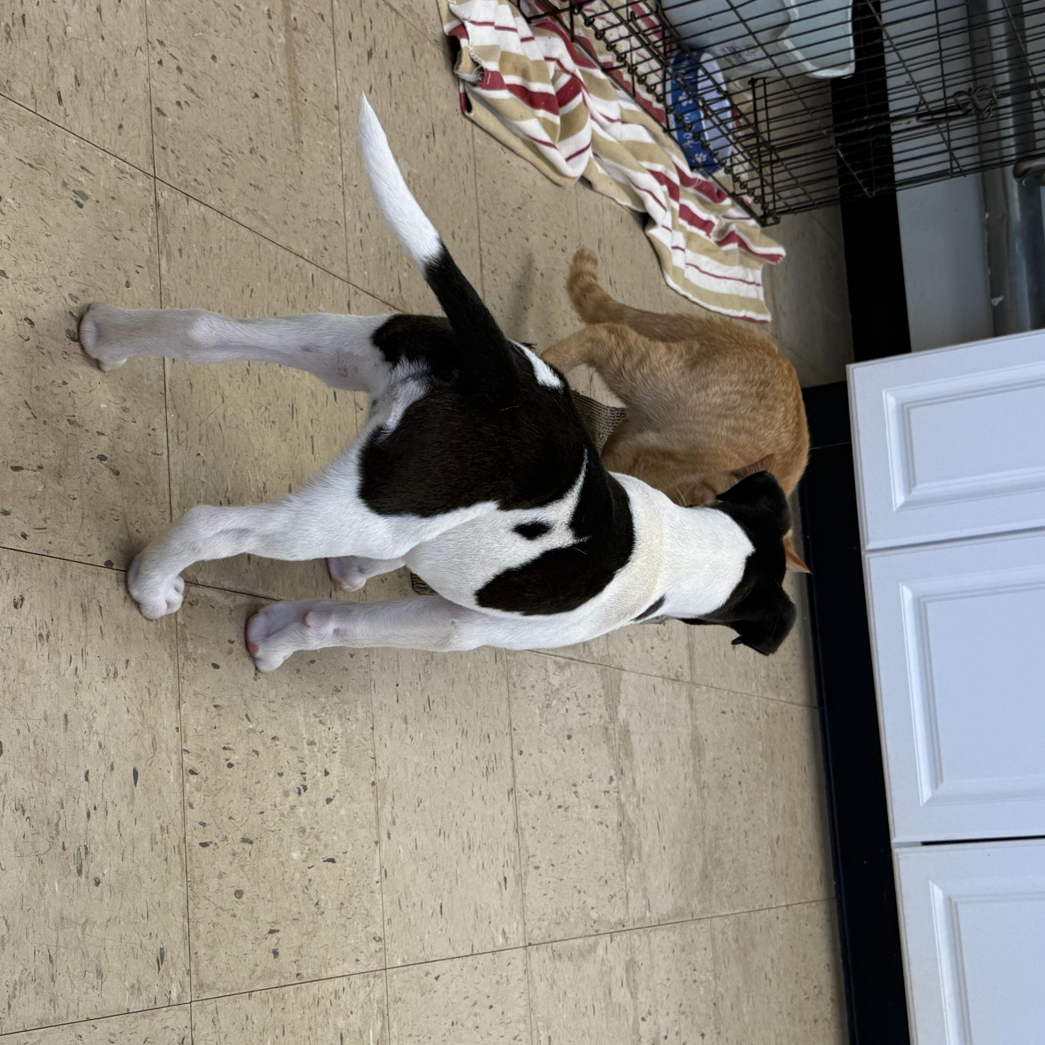 Enlarge Rowdy 11952, an adopted mixed breed in Elberton, GA image 4/5