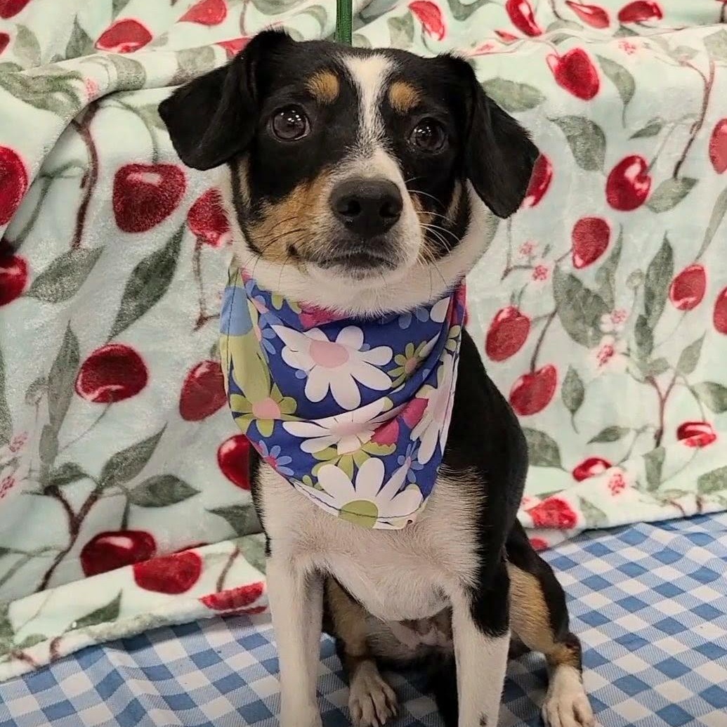 Cavatappi, Adoptable, Adult Female Miniature Pinscher.
