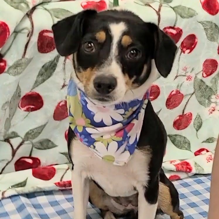 Enlarge Cavatappi, a Adoptable mixed breed in Woolwich, ME image 4/5