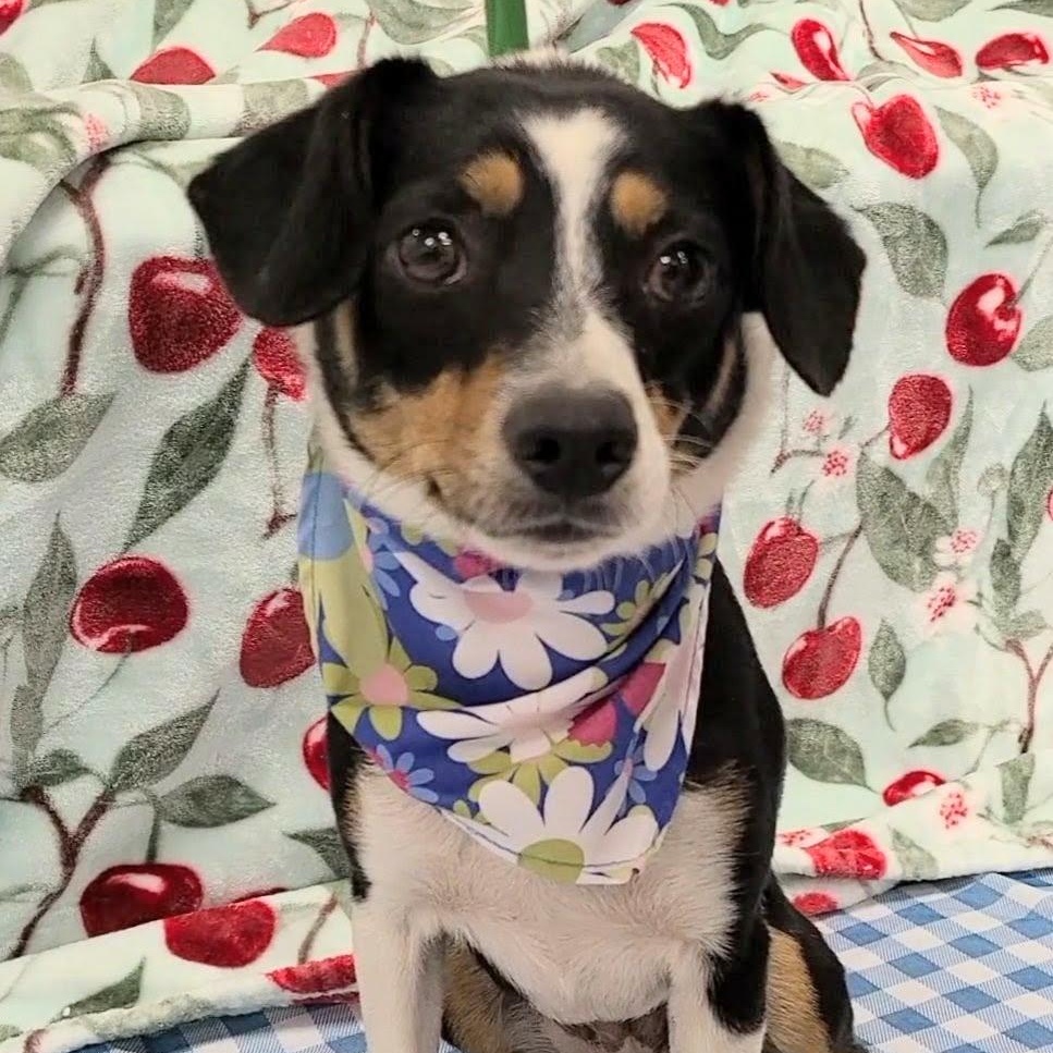 Enlarge Cavatappi, a Adoptable mixed breed in Woolwich, ME image 3/5