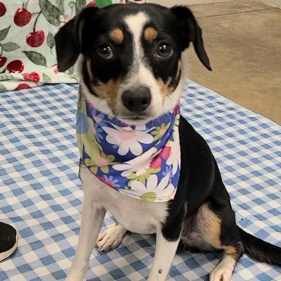 Enlarge Cavatappi, a Adoptable mixed breed in Woolwich, ME image 5/5