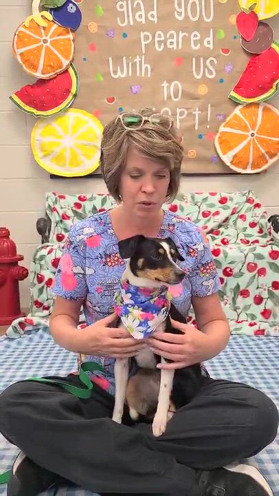 Enlarge Cavatappi, a Adoptable mixed breed in Woolwich, ME video 2/5